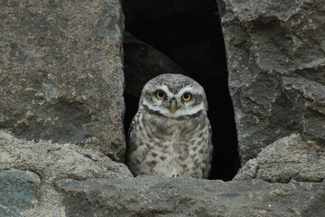 Spotted owl in nest