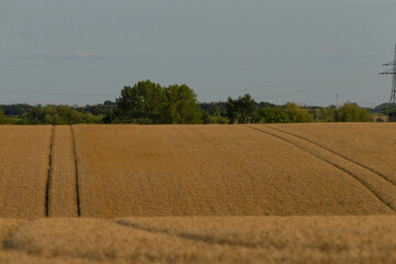 A serene landscape showcasing golden wheat fields with subtle tracks, framed by lush green trees against a clear sky.