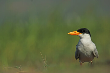 River Tern Portrait 