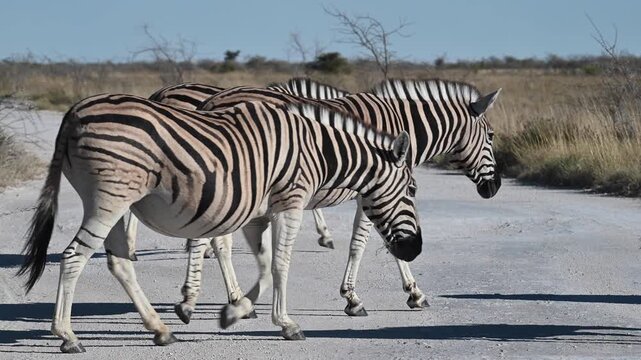 Zebras cross a road in Etosha National Park, Namibia. 
