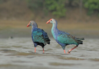 Obraz premium Western swamphen in the water