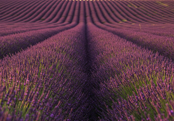 Naklejka premium Lavender fields in bloom during sunset create a vibrant landscape in perfect symmetry Generative AI
