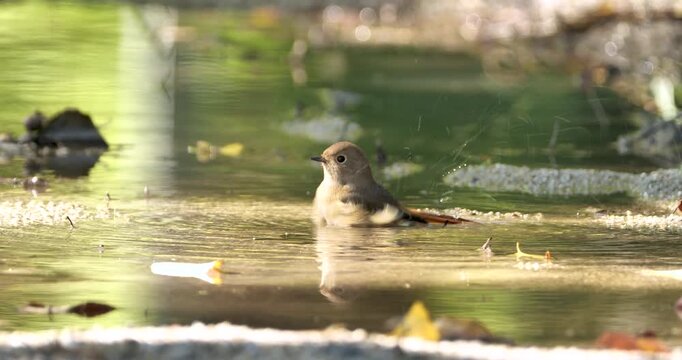 cute female bird of Daurian redstart (Phoenicurus auroreus) taking a bath