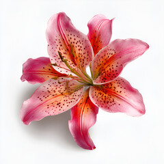 Asiatic Lily Closeup Flower Head Isolated on Transparent Background