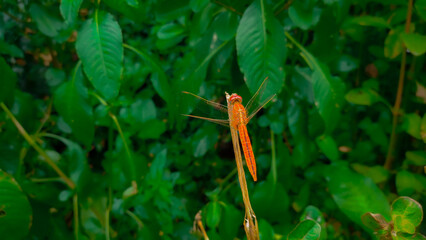 scarlet skimmer dragonfly resting on a plant.