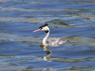 Great Crested Grebe (Podiceps cristatus) swimming in a dam.