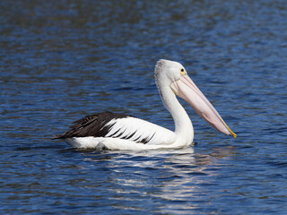 Australian Pelican (Pelecanus conspicillatus) swimming on a lake on a sunny day.