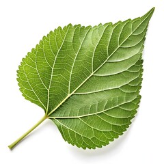 Obraz premium Texas Mulberry Leaf Bold Serrated Green Foliage with Rich Texture and Prominent Veins Highlighting Rustic Natural Beauty on a Crisp White Background