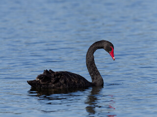 Australian Black Swan (Cygnus atratus) swimming in a lake.