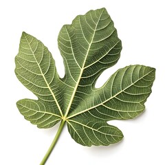 River Fig Leaf Elegant Broad Green Foliage with Distinct Vein Patterns and Smooth Natural Texture Evoking Tropical Freshness on a Clean White Background
