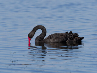 Australian Black Swan (cygnus atratus) swimming in a lake and pulling up weeds to eat.