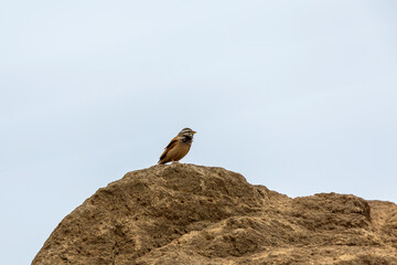Whispers in Stripes-Striolated bunting (Emberiza striolata) at Saswad, Maharashtra, India