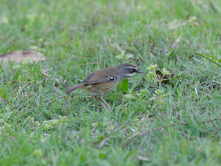 White-browed Scrubwren (Sericornis frontalis) on the ground foraging for insects and other bugs in grass.
