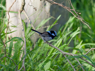 Male Superb Fairywren (Malurus cyaneus) perched on a branch close to the ground with lush green grass