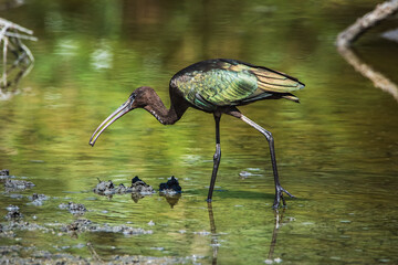 Glossy Ibis (Plegadis falcinellus) wading in a wetland while foraging for food, southern Granada, Andalusia, side view.