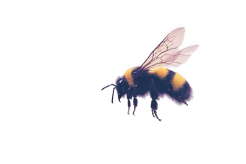 Bumblebee in flight with patterned wings and black background studio shot