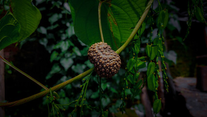 air potato on a vine.