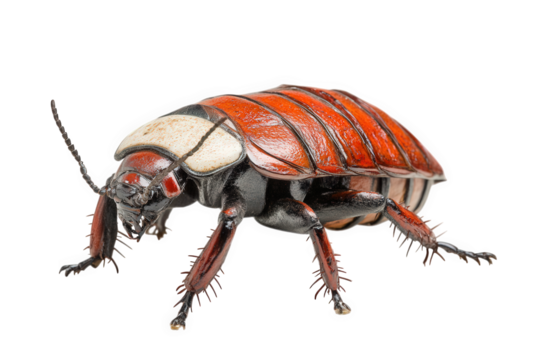 Close up of a Madagascar Hissing Cockroach with Black Background