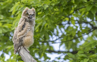 Watchful Baby Great horned owl Perched on Branch