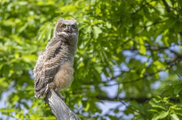 Baby Great horn owl basks in the Sun