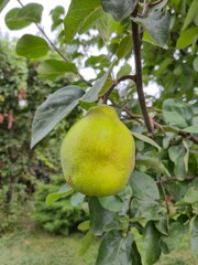 Close up of quince fruit on tree