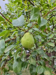 pear on tree