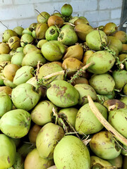 A Large Pile of Green Coconuts Freshly Harvested from the Farm