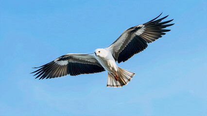 Obraz premium White Bird Soaring with Wings Spread in Clear Blue Sky Wildlife Photography