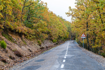 Fototapeta premium Hayedo de la Pedrosa natural protected area, beech forest autumn season with fog 