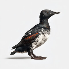 Fototapeta premium Black and White Murre Bird Standing Isolated on White Background