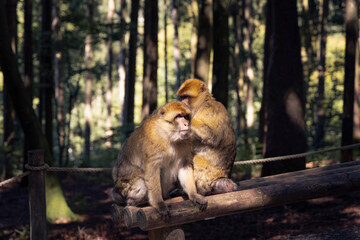 Berberaffen in freier Wildbahn