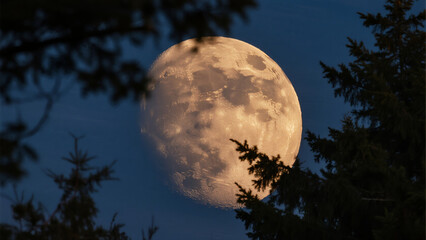 Naklejka premium full moon over the forest