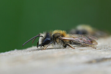 Close-up of a fuzzy male mellow miner mining bee resting on a wooden surface with a vibrant green background, showcasing the intricate details of the insect.