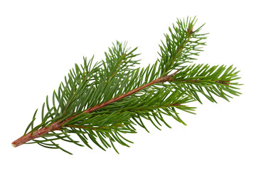 This fresh green pine branch is beautifully isolated with a transparent background, a perfect PNG element for Christmas holiday designs.