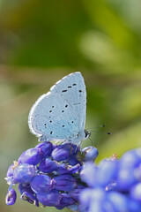 Close-up of a vibrant Holly blue butterfly delicately perched on a cluster of deep purple hyacinth flowers, creating a beautiful contrast.