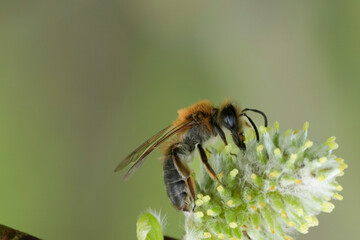 Detailed close-up captures a mellow miner mining bee, Andrena mitis , delicately perched on a green flowering plant.