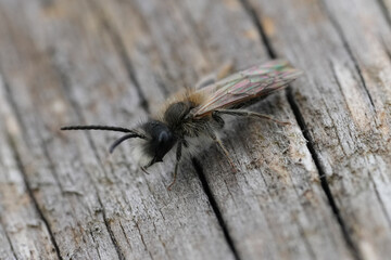 Macro Shot of Bee on Weathered Wood