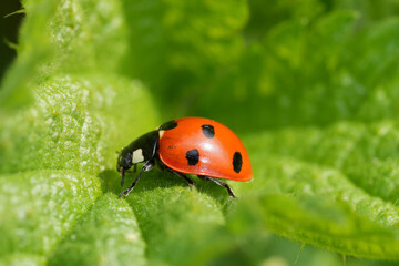 Ladybug on Leaf Close-Up