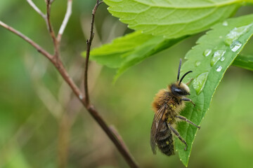 Bee Resting on Leaf with Water Droplets