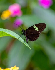 Obraz premium Black butterfly with pale markings, resting on a leaf. Blurred background of flowers