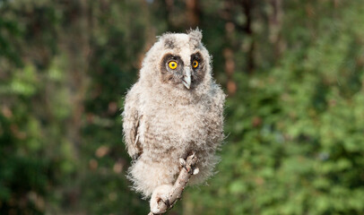 great grey owl