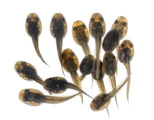 Cluster of tadpoles gathered together with slender tails and speckled bodies in crisp top view on isolated background
