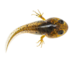 Developing tadpole with emerging hind legs and speckled translucent tail in side view on isolated background