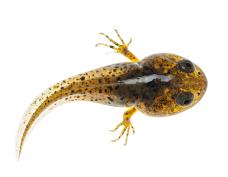 Developing tadpole with emerging hind legs and speckled translucent tail in side view on isolated background