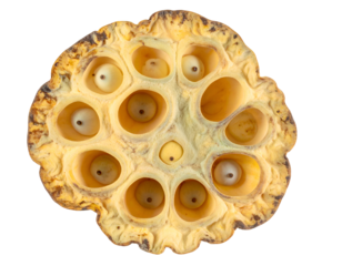 Dried lotus seed pod top view showing porous holes with honeycomb pattern and remaining seeds on isolated background