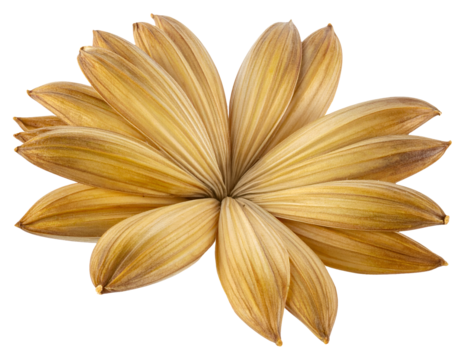 Dried flower petals arranged in a radial rosette starburst with delicate veins and warm tones on isolated background