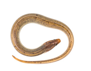 Freshwater eel with coiled slender body and brown pattern in clean side view on isolated background