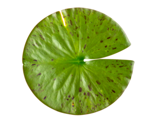 Green water lily leaf top view with natural spots and radial veins in a round disc shape with notch on isolated background