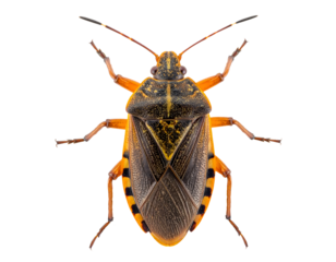 Orange and black stink bug shield back in dorsal view with textured exoskeleton and striped bands on isolated background