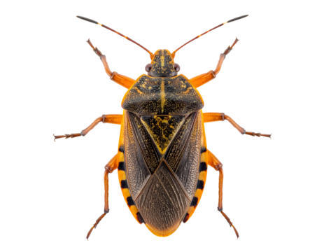 Orange and black stink bug shield back in dorsal view with textured exoskeleton and striped bands on isolated background